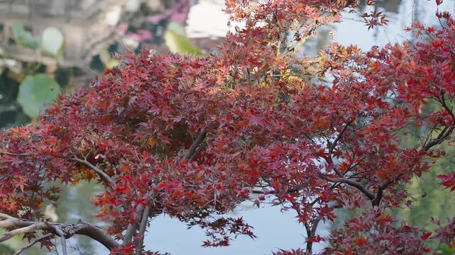 red maple leaf in autumn park. close-up. 