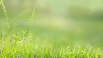 Lush spring grass blades growing on a vibrant green lawn with blurry soft light bokeh