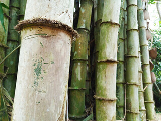 Close-up texture of bamboo culms with rings and weathered surface. Bamboo trunks in a clumping grove, natural eco material background.