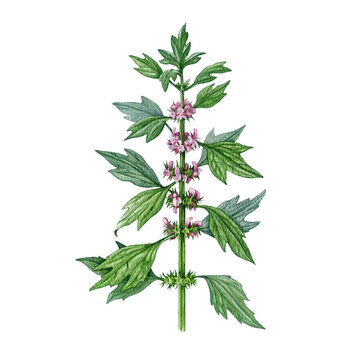 Motherwort herb on white background watercolor illustration. Hand drawn Leonurus cardiaca medicinal plant vintage style botanical illustration. Motherwort natural herbal medicine treatment element