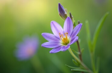 Close up of a single purple camassia flower bloom with yellow stamen. Another purple flower bud is visible in soft focus on green background. Natural daylight illuminates delicate petals.