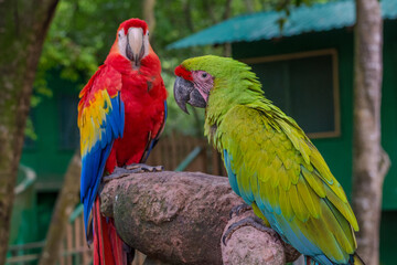 Green and red macaw © Lori P. O'Hara