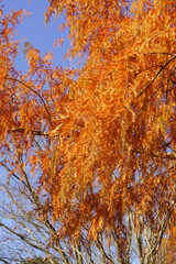 紅葉するメタセコイアの木