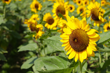 Fototapeta premium Blooming sunflower fields. Beautiful yellow flower