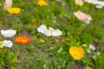 Beautiful poppy flower garden. The Expo 70 Commemorative Park, Osaka, Japan