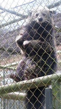 A Binturong (or Bear Cat) living in the cage in wildlife conservation area in Thailand. It has thick long hair. Its coat is coarse and black in color. It face is also look like bear. 