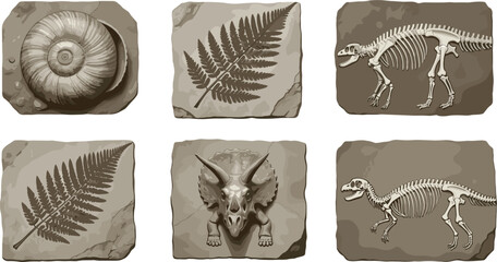 Vintage fossil stone illustration set with dinosaur skeletons, prehistoric plants and ancient imprints for museum and education design