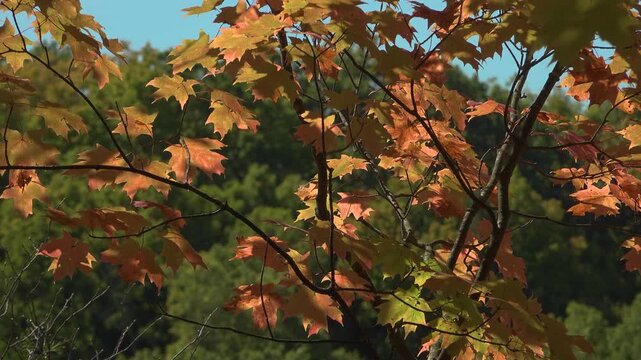 Beautiful red maple leaves on a maple tree in a forest during a sunny day with a green backdrop symbolizing the start to fall.