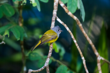 Grey-headed Canary-flycatcher The head has a short, erect crest. The head and chest are grey, contrasting with the upper body and yellowish-green tail. The rump and lower body are yellow.