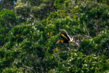 The bill and large hump are yellow. The face is black. The throat is white or yellowish-white. The body is black. The wings are black with a wide yellow stripe running down the middle of the wings.