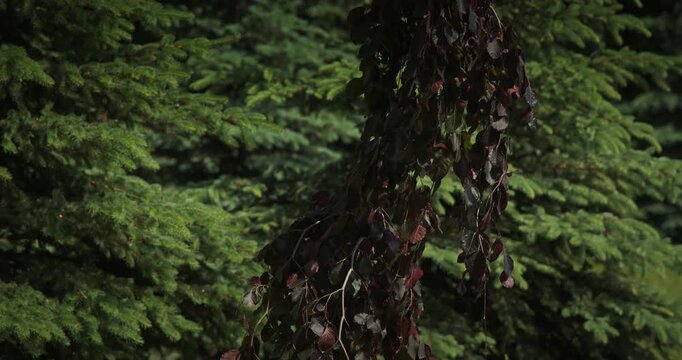 Lush foliage enriched by vibrant, dark leaves in nature