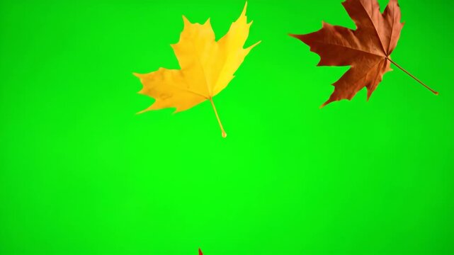 Autumn Maple Leaves on Green Screen - This video shows two autumn maple leaves, one yellow and one orange, on a bright green background. The leaves are isolated and have distinct shapes and textures.