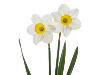 Vibrant white daffodils with bright yellow centers isolated on a transparent background