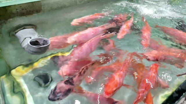 Red tilapia swimming in fish tank aquarium at supermarket for saleyoung boy playing in the water