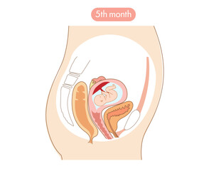 妊娠５か月の女性の子宮内と赤ちゃんの成長がわかる断面イラスト