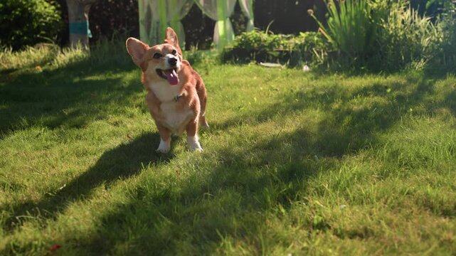 Lively Dog Swiftly Moves Through Bright Grass, Cheerful Canine Quickly Dashes Across Vibrant Green Lawn Area, Delighted Dog Enthusiastically Sprints Over Expansive And Lush Grassy Yard Field