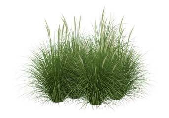 Botanical Prairie Grass Set Muhlenbergia capillaris Isolated on Transparent