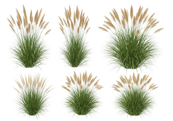 Obraz premium Botanical Grass Elements Set Pink Muhly Isolated on Transparent