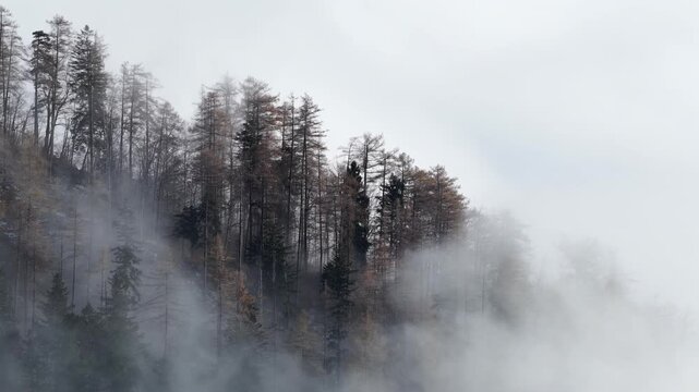 Misty forested hills above Walensee near Amden, Switzerland, with fog drifting through autumn trees, creating a tranquil, atmospheric scene evoking peace, freedom, and quiet alpine solitude.