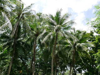 Coconut trees in thailand ,