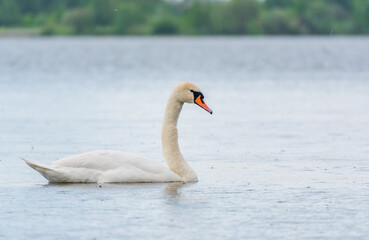 Graceful white Swan swimming in the lake, swans in the wild. Portrait of a white swan swimming on a lake.