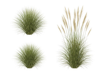 Natural Pink Muhly Grass Set for Visual Design Isolated on Transparent