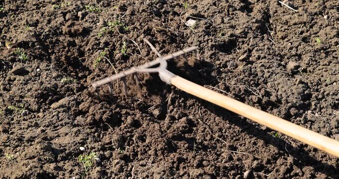 tillage in the garden with old metal rakes in the spring season, rakes level and loosen the ground