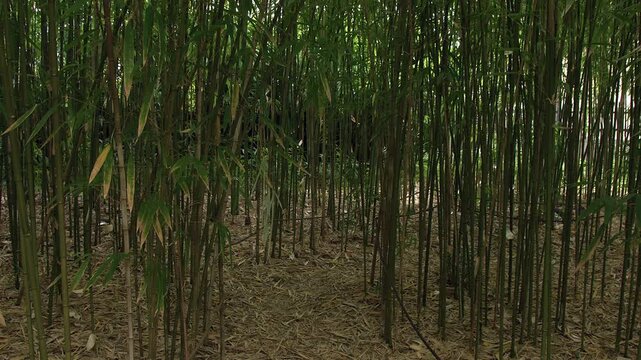 Small roped pathway leads through young bamboo grove in Kyoto Japan