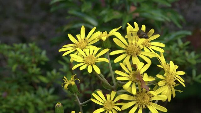 Hummingbird hawk-moth hovers near yellow flowers drinking sweet nectar