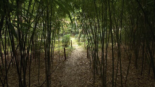 Small roped pathway leads out of dark bamboo grove into mixed forest