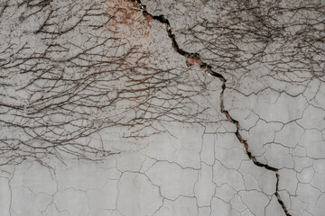 Cracked grey concrete wall texture covered with dried leafless creeper plant vines and roots. © Okta