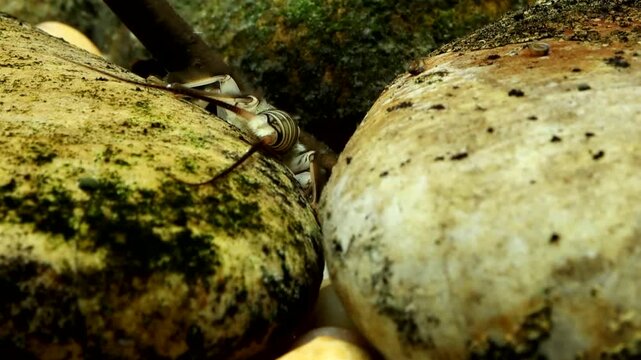Stonefly nymph (Claassenia sabulosa) crawling among the rocks in a trout stream, camera panning and following, slow motion macro close-up.