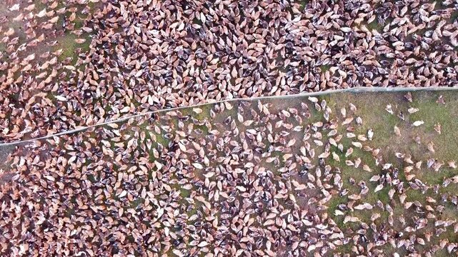 Aerial, top-down view of a massive, densely packed flock of ducks moving across a grassy field or paddy, illustrating poultry farming.