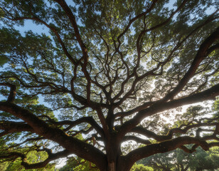 Obraz premium Low-angle shot of a large tree with sprawling branches and green leaves against a blue sky with sunlight filtering through.