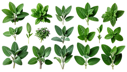 Assortment of fresh, green leafy sprigs against a black background. Varying sizes and arrangements, showcasing botanical details