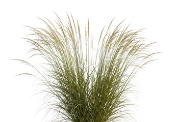 Fototapeta premium Pink Ornamental Grass Collection for Garden Design Isolated on Transparent