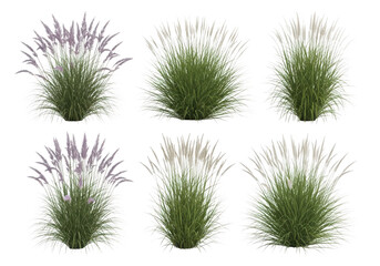Obraz premium Set of Pink Muhly Grass Plants for Landscape Design Use
