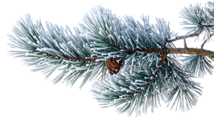 Close-up of a pine branch laden with icy frost. A small pinecone rests among the needles, showcasing winter beauty