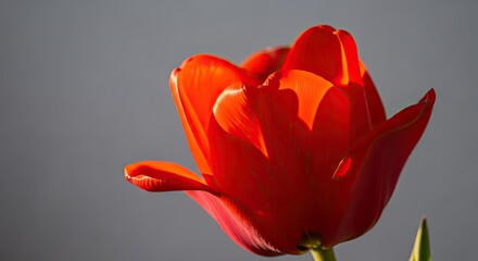 Close-up of a vibrant red tulip illuminated by sunlight against a soft gray background