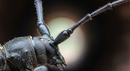 Close-up profile reveals intricate details of a large, dark insect with long antennae. Focus on head, mandibles, and textured exoskeleton against a blurred, out-of-focus background