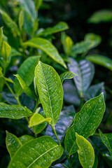green leaves in the tea garden