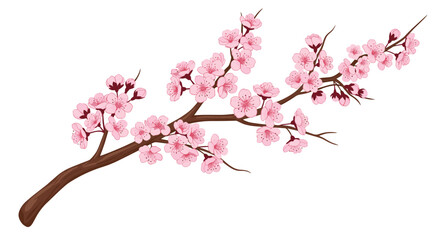 Elegant illustration of a single blooming cherry blossom branch with beautiful pink sakura flowers, isolated on a clean white background.