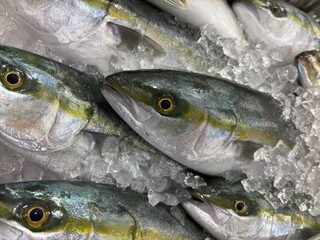 新鮮なフクラギ