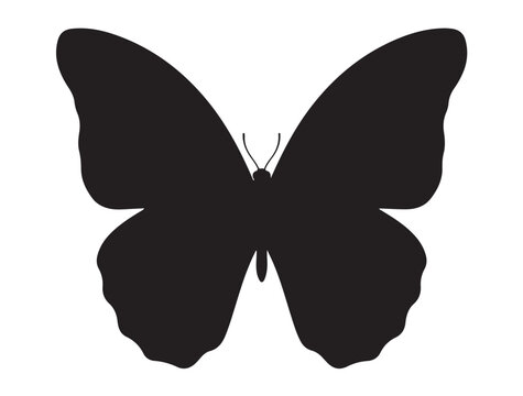 Blue Morpho Butterfly in silhouette white background.