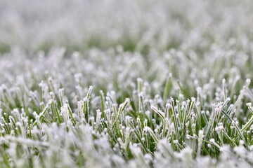 Hoarfrost covering green grass blades in a winter garden, creating a beautiful cold season landscape texture