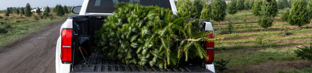 Fresh cut fir tree in pickup truck bed to take home, Christmas holiday tradition, foggy day with sun breaking through on tree farm, Washington State, seasonal background
