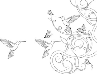 Three hummingbirds, butterflies, decorative floral vine, swirling leaves, black and white line art, elegant nature drawing, wildlife illustration, coloring page, symmetry, design