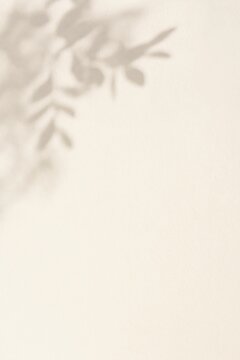 Soft shadow of eucalyptus leaves cast on a light beige textured background