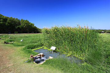 Laem Phak Bia Royal Project is project to treat both wastewater and solid waste through environmentally and ecologically sustainable methods