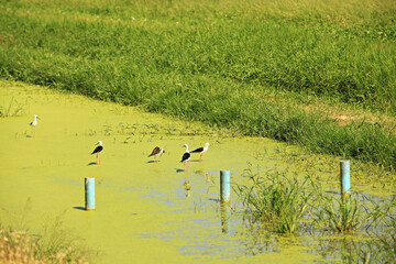 Laem Phak Bia Royal Project is project to treat both wastewater and solid waste through environmentally and ecologically sustainable methods